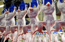 我國雞肉進口量持續(xù)增加，30家俄企獲得對華出口許可