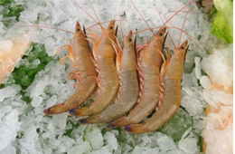 海關(guān)總署宣布：暫停沙特蝦進(jìn)口！伊朗蝦取得正關(guān)進(jìn)口許可