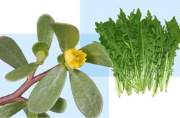 薺菜之后，蒲公英、馬齒莧入餡，野菜概念類產(chǎn)品能否野蠻生長？