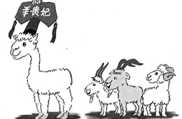 比去年同期上漲35%，價格井噴的“羊貴妃”路在何方？